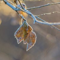 Зимние зарисовки. :: Виктор Иванович Чернюк