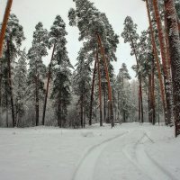 **** :: Дмитрий Янтарев