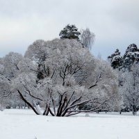 Красота зимы :: Вера Щукина