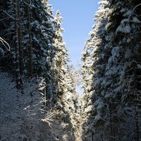 Зимний день в лесу :: Фотолюб *