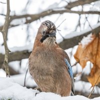 Глухозимье :: Анна Иларионова