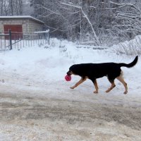 Ах, плохо бездомным, плохо голодным, таким беззащитным, таким беспородным! :: Люба 