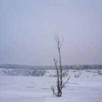 Среди льда и снега ... :: Лариса Корженевская
