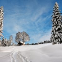 winter :: Elena Wymann