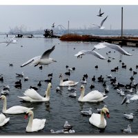 УТРО ЗИМНЕЕ В ЗАЛИВЕ :: Анатолий Восточный