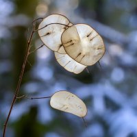 lunaria :: Zinovi Seniak