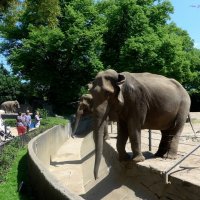 Слоны в зоопарке Гамбурга :: Nina Yudicheva