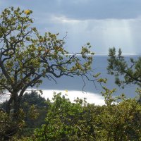 Вид на море из Никитского Ботанического сада :: Лидия Бусурина