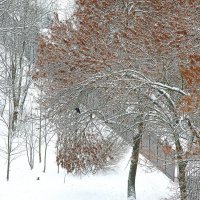 Три дерева - три вороны и снег... :: Юрий Куликов