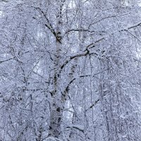 snow tree :: Zinovi Seniak