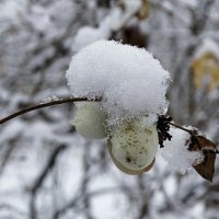 Снежноягодник. :: Милешкин Владимир Алексеевич 