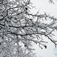 Снежный наряд :: Мираслава Крылова