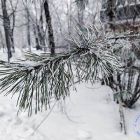 Белым снегом :: Мираслава Крылова