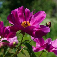 Цветут в саду пионы :: lady v.ekaterina