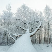 Зима :: Владимир Колесников