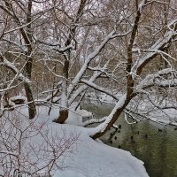 В декабре у речки Песочной :: Светлана 