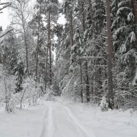 Зимний лес :: Андрей Зайцев