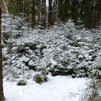 Живые новогодние ёлочки. :: Милешкин Владимир Алексеевич 