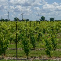 Ветряные мельницы на виноградниках, г. Амхерстбург, Канада :: Юрий Поляков