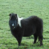 Шетландский пони :: Natalia Harries