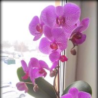 Декабрист и Орхидея! :: Марина Валиуллина