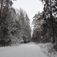 Дорога через лес :: Татьяна 