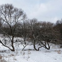 Стоят деревья по ранжиру. :: Милешкин Владимир Алексеевич 