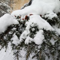 Снег :: Giant Tao /