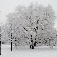 Зимний богатырь :: Александр Чеботарь