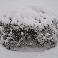 Под белой шапкой снеговой :: Дмитрий Никитин