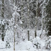 Снегопад. :: Михаил Столяров