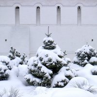 Украшены снегом наряднее, чем игрушками... ))  Возле стены Толгского монастыря :: Николай Белавин
