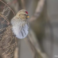 Висюлька :: Елена Швыдун