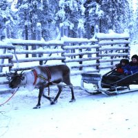 Прогулка на оленях...Лапландия, Финляндия :: ГЕНРИХ 