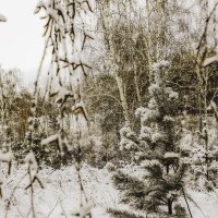 Снежный декабрь :: Сергей Царёв