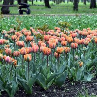 Тюльпаны в Кропивницком дендропарке :: Татьяна Ларионова