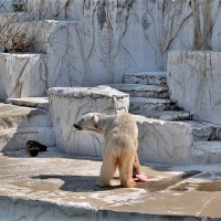 Зоопарк Нагоя Higashiyama Zoo Япония :: wea *