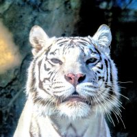 Белый тигр :: Анатолий Колосов