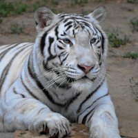 С  Новым 2022 годом голубого водяного тигра !!! :: Константин Анисимов
