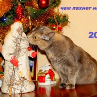C наступающим Новым годом! :: Александр Прокудин