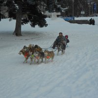 Катание на собачьих упряжках. ВДНХ. 2012 г. :: Елен@Ёлочка К.Е.Т.