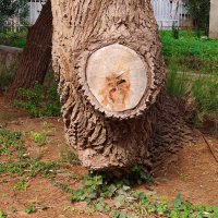 А кого вы видите  на стволе  дерева? Я рисунок кошки! :: Светлана Хращевская