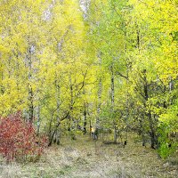 "Прогулянке  лісом в час золотої осені" :: Ростислав Кухарук