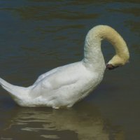 Лебедь в Гагаринском  парке :: Валентин Семчишин