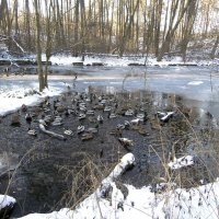 На лесном озере, в морозы, остаются полыньи для утиного выживания... :: Тамара Бедай 