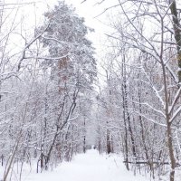 По лыжной трассе - прогуляться в лес :: Raduzka (Надежда Веркина)