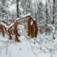 Измайловский парк накануне Рождества :: Андрей Лукьянов