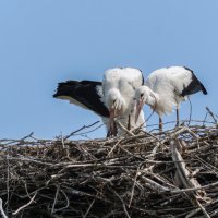 Дружная семейка. :: Виктор Иванович Чернюк