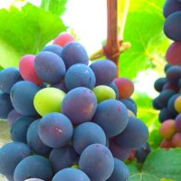Красиво зреет виноград :: Светлана Черн