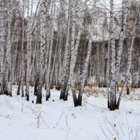 Зимний березовый лес :: Вадим Басов